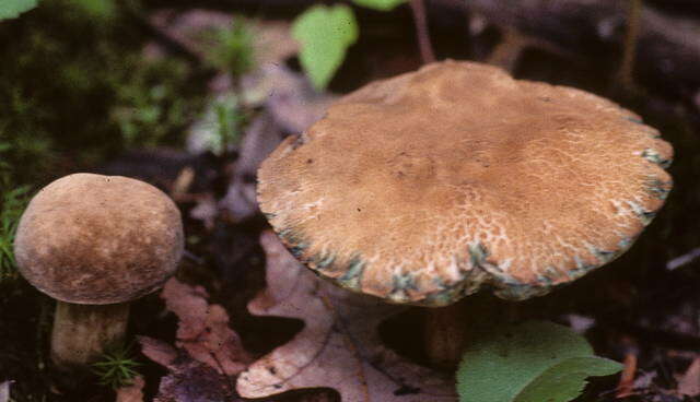 Image of Porphyrellus