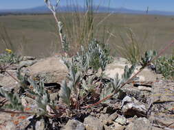 Image of woolly cinquefoil