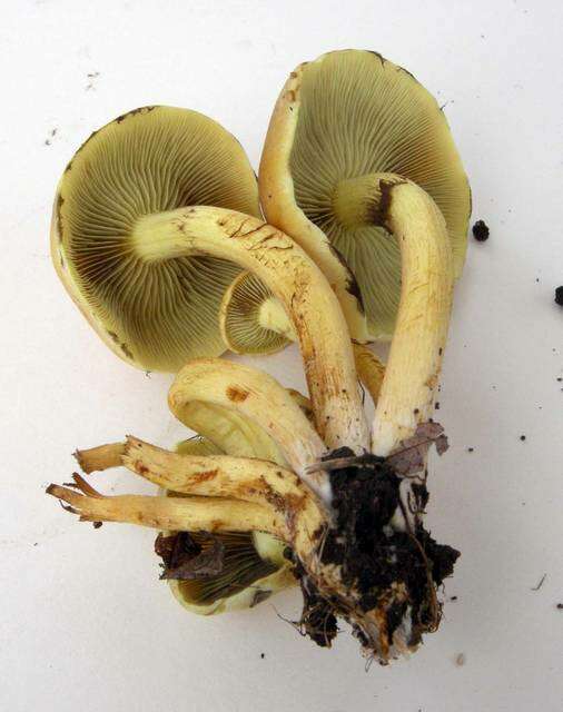 Image of Hypholoma