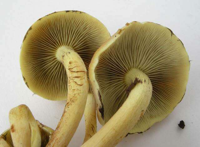 Image of Hypholoma