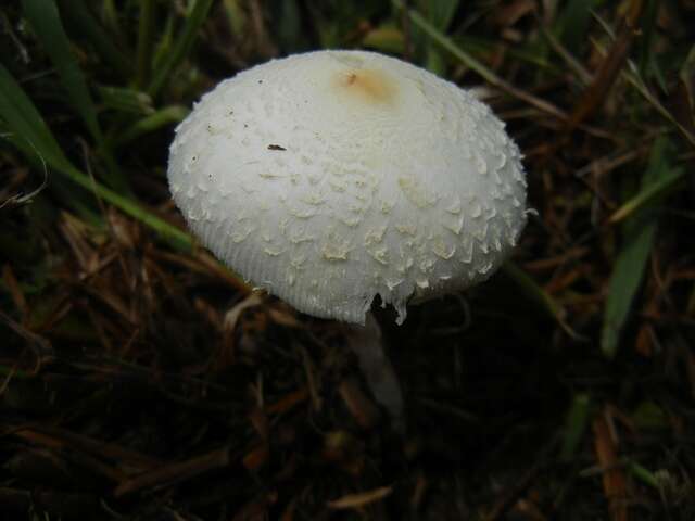 Image of Chlorophyllum