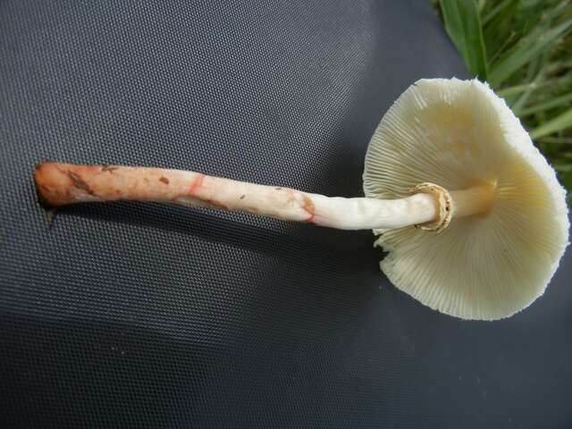 Image of Chlorophyllum