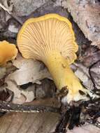 Image of Cantharellus enelensis Voitk, Thorn, Lebeuf & J. I. Kim 2017