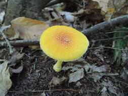 Image of Frost's amanita