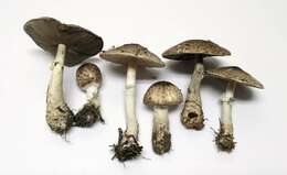 Image of Agaricus subrutilescens (Kauffman) Hotson & D. E. Stuntz 1938