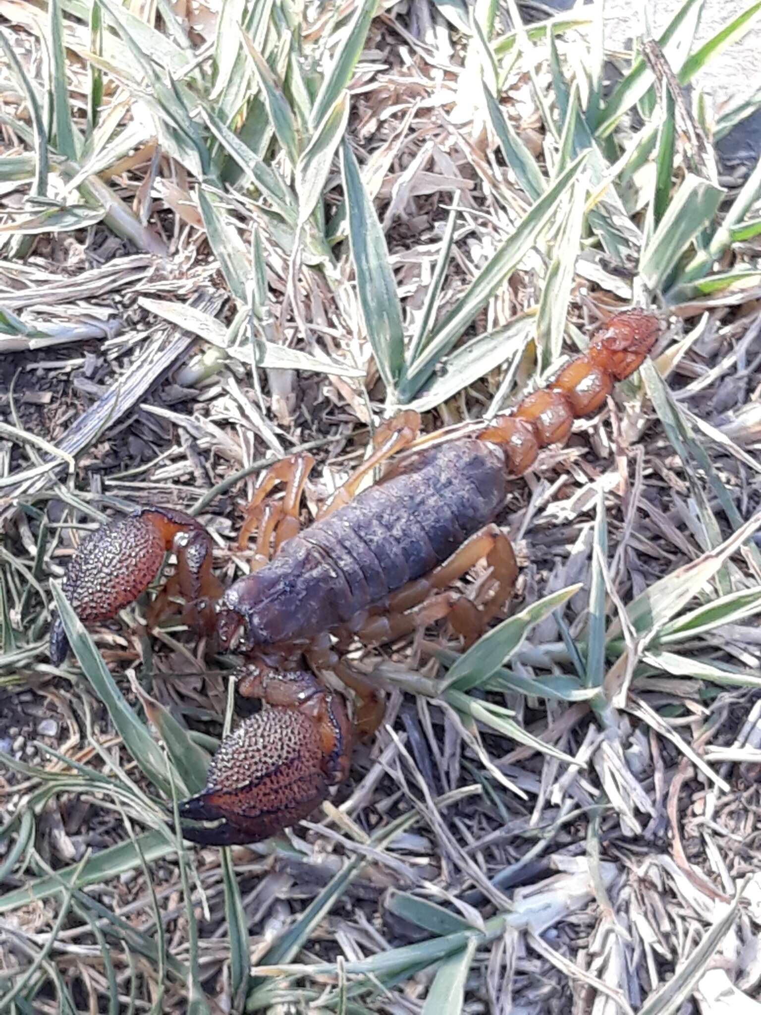 Image of Scorpio maurus Linnaeus 1758