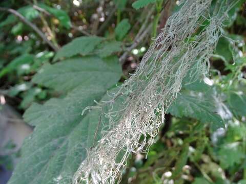 Image of Fishnet;   Menzies' cartilage lichen