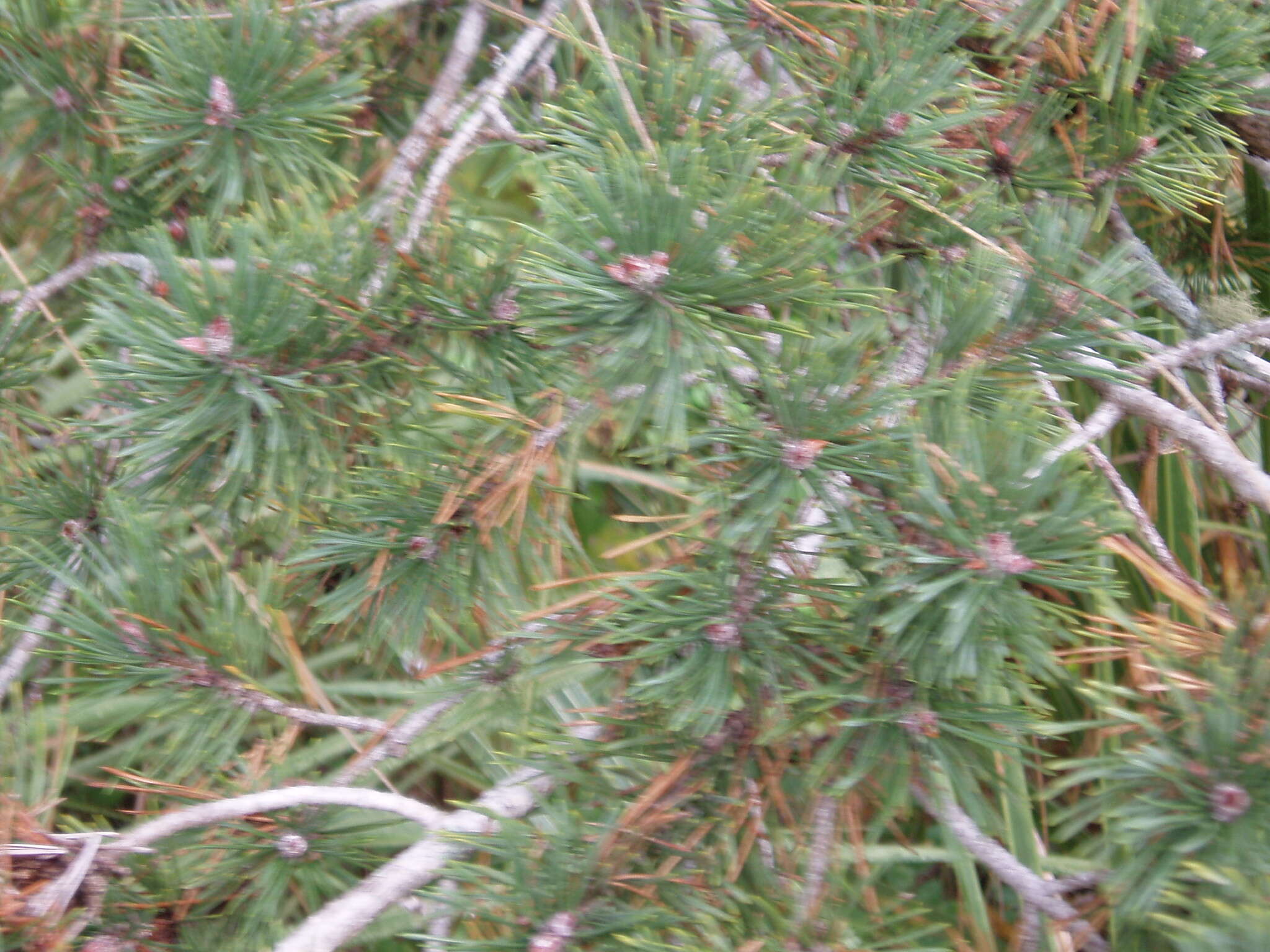 Image of Scotch Pine