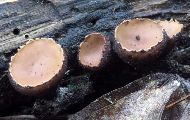 Plancia ëd Sarcosomataceae