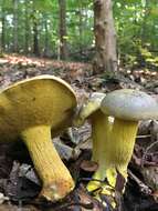 Слика од Retiboletus