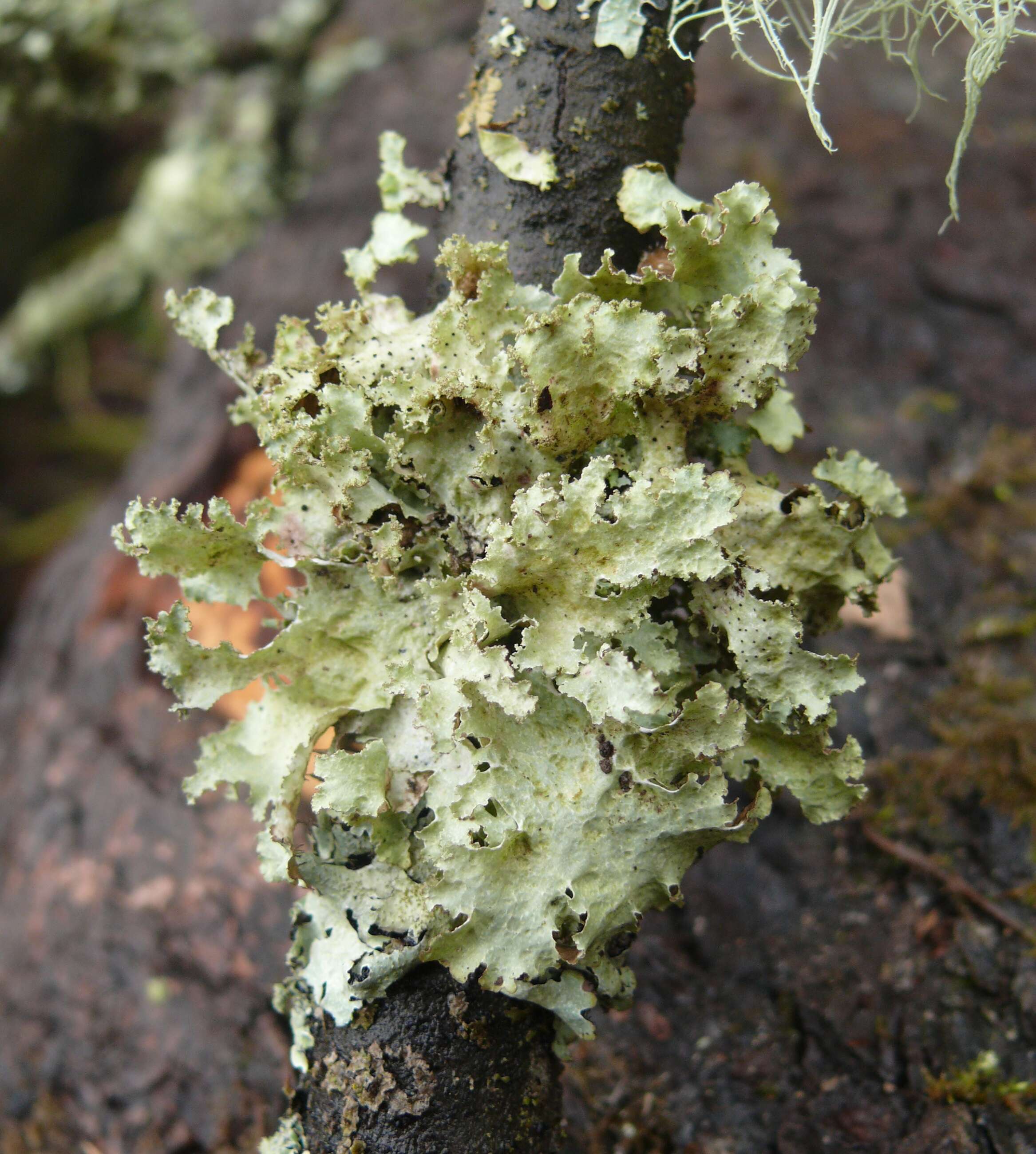 Image of Varied Rag Lichen