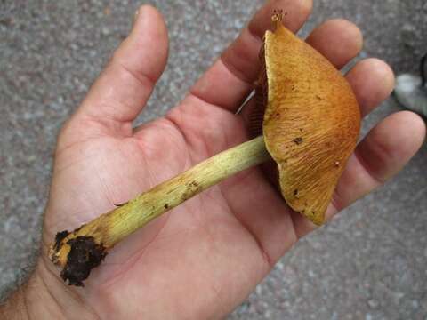 Image of Cortinarius corrugatus Peck 1872