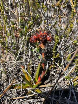 Image of Haemodorum distichophyllum Hook.