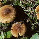 Image of Inocybe unicolor Peck 1898