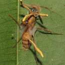 Image of Ophiocordyceps lloydii (H. S. Fawc.) G. H. Sung, J. M. Sung, Hywel-Jones & Spatafora 2007