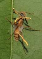 Image of Ophiocordyceps lloydii (H. S. Fawc.) G. H. Sung, J. M. Sung, Hywel-Jones & Spatafora 2007