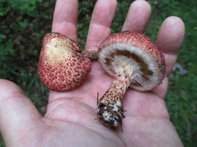 Image of Clinton’s boletus