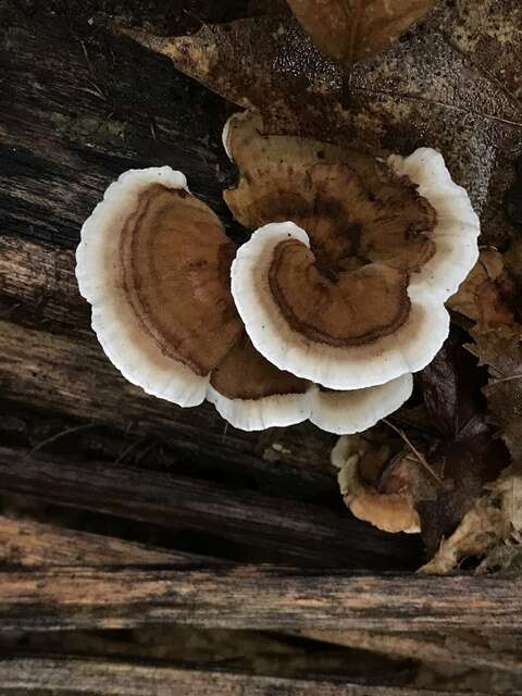 Image of Trametes