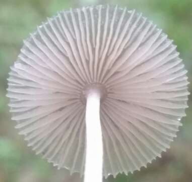 Image of Pluteus longistriatus (Peck) Peck 1885