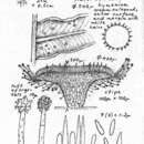 Lachnum rhytismatis (W. Phillips) Nannf. 1939的圖片