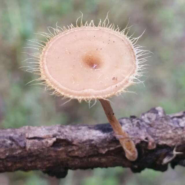 Image of Lentinus