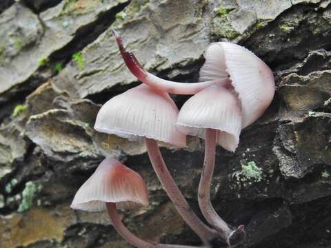 Image of Mycena