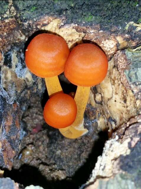 Image of Mycena leaiana (Berk.) Sacc. 1891