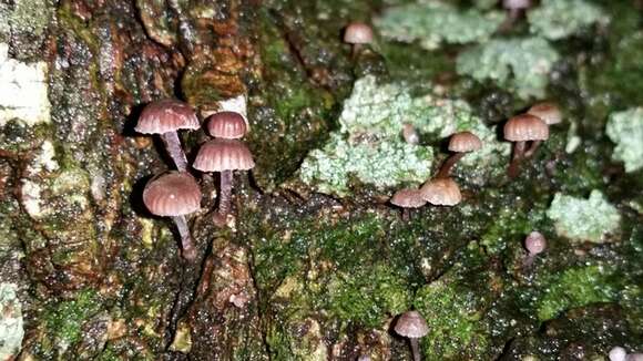 Imagem de Mycena corticola (Pers.) Gray 1821