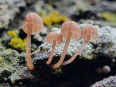 Mycena corticola (Pers.) Gray 1821的圖片