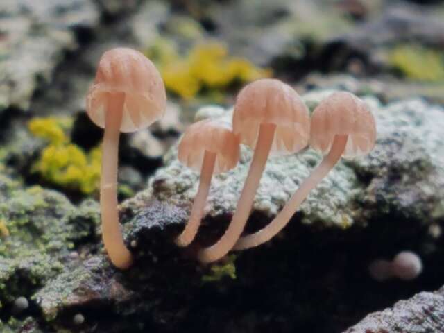 Image of Mycena corticola (Pers.) Gray 1821