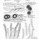 Image of Mycosphaerella pteridis (De Not.) J. Schröt. 1894