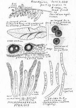 Image of Dothideomycetes