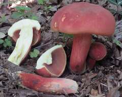 Image of Boletus carminiporus Bessette, Both & Dunaway 1998