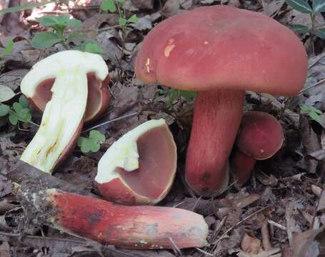 Image of Boletus carminiporus Bessette, Both & Dunaway 1998