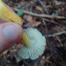 Image of Hygrocybe caespitosa Murrill 1914