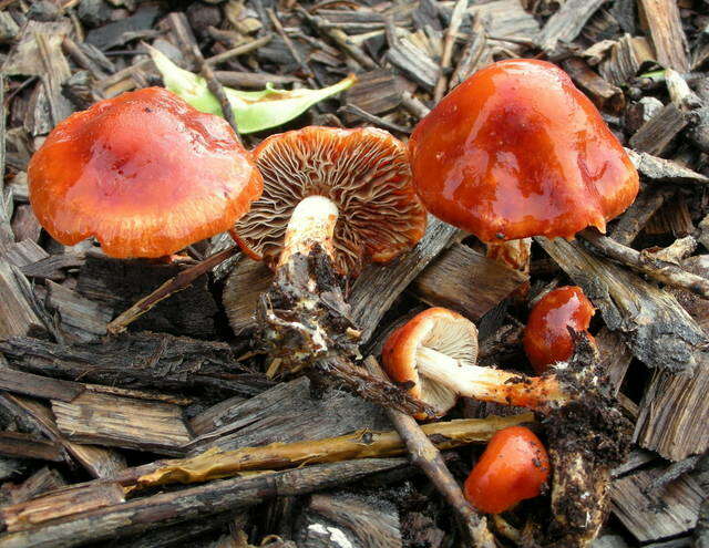 Image of Leratiomyces