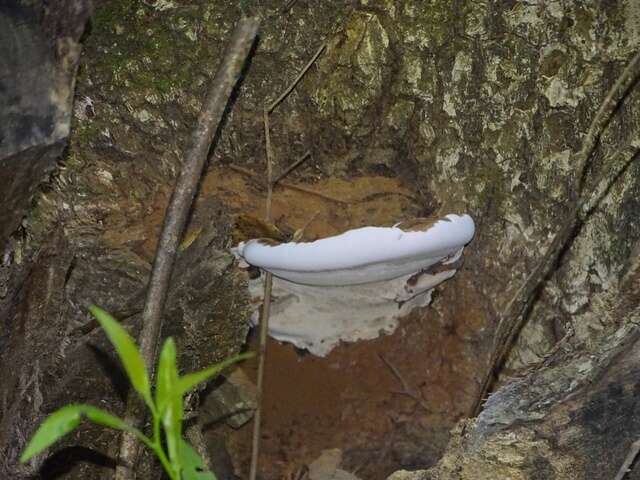 Image of Ganoderma brownii (Murrill) Gilb. 1962