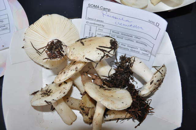 Image of Russula cremoricolor Earle 1902