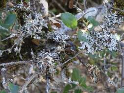 Image of Forked tube lichen