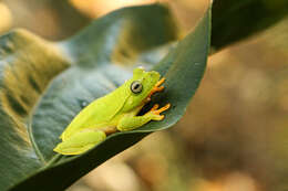 Image of Boana albomarginata