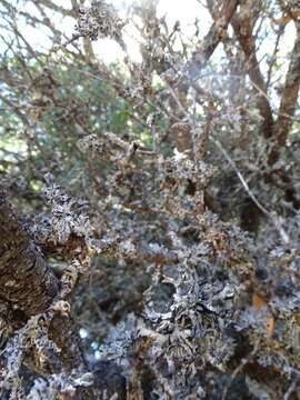 Image of Forked tube lichen