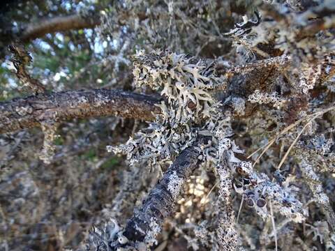 Image of Forked tube lichen