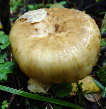 Image of Stinking Russula