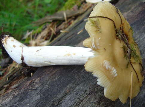 Image of Stinking Russula