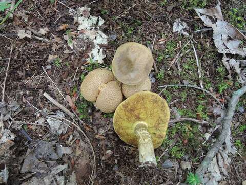 Image of Pseudoboletus