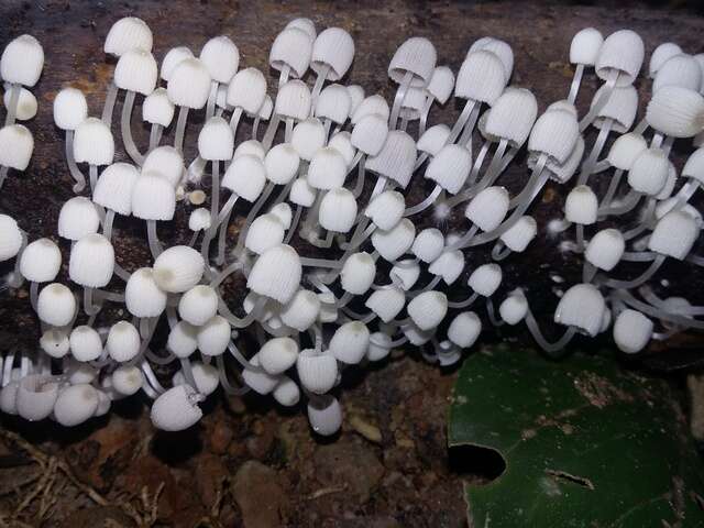 Image of Coprinellus