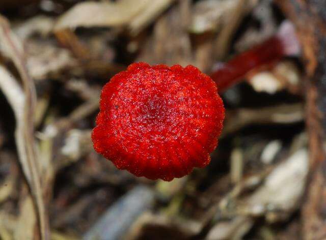 Image of bonnet mushrooms