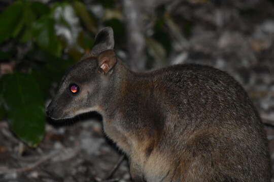 Image of Unadorned Rock Wallaby