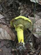 Image of Pulveroboletus