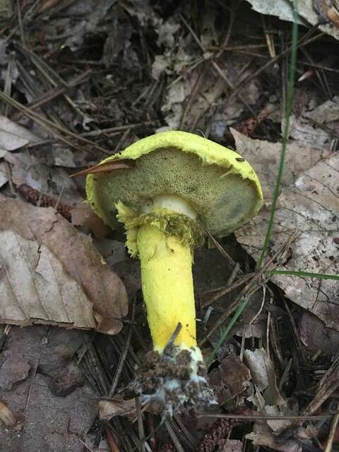 Image of Pulveroboletus